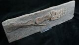 Articulated Ichthyosaur Paddle - Germany #8218-2